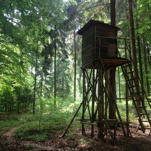 Obraz główny galerii
